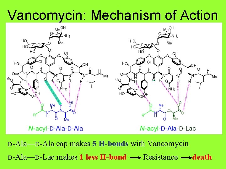 Vancomycin: Mechanism of Action D-Ala—D-Ala cap makes 5 H-bonds with Vancomycin D-Ala—D-Lac makes 1