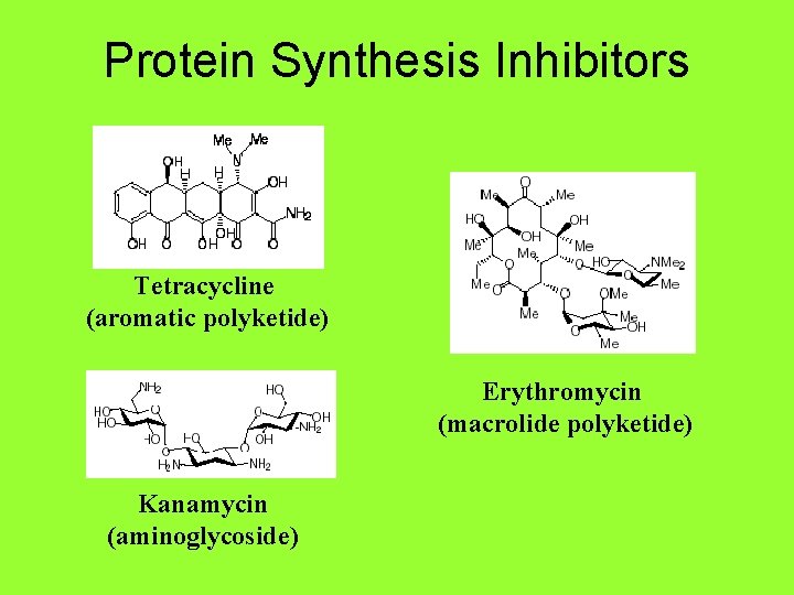 Protein Synthesis Inhibitors Tetracycline (aromatic polyketide) Erythromycin (macrolide polyketide) Kanamycin (aminoglycoside) 