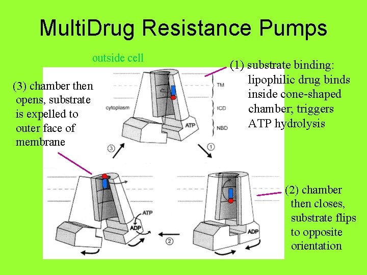 Multi. Drug Resistance Pumps outside cell (3) chamber then opens, substrate is expelled to