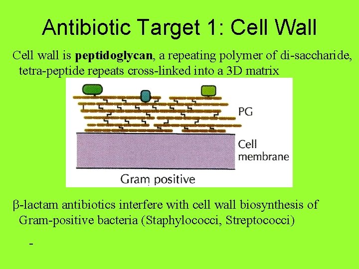 Antibiotic Target 1: Cell Wall Cell wall is peptidoglycan, a repeating polymer of di-saccharide,