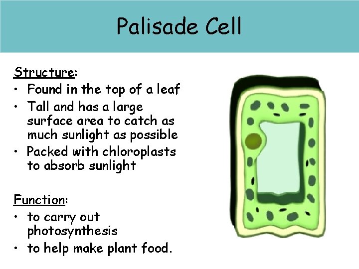 Palisade Cell Structure: • Found in the top of a leaf • Tall and