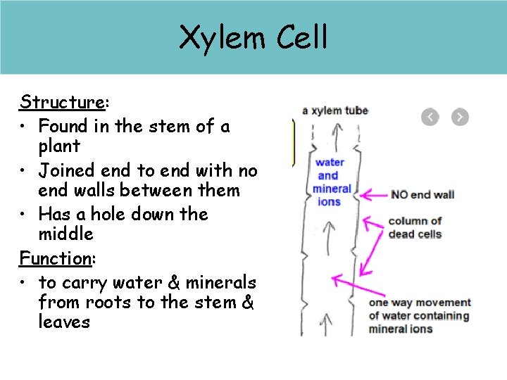 Xylem Cell Palisade Cell Structure: • Found in the stem of a plant •