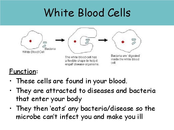 Red blood cells White Blood Cells Function: • These cells are found in your