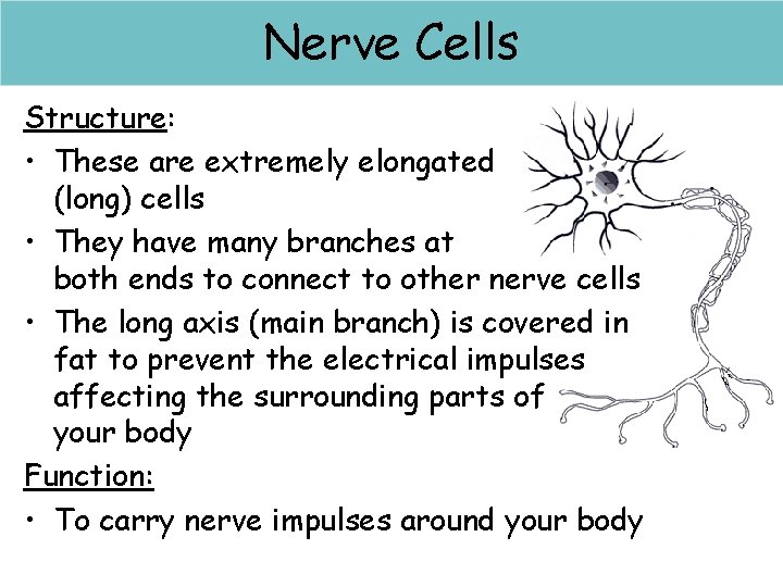 Nerve cells Nerve Cells Structure: • These are extremely elongated (long) cells • They