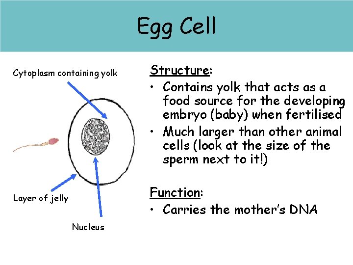 Egg Cell Egg (Ovum) Cell Cytoplasm containing yolk Structure: • Contains yolk that acts