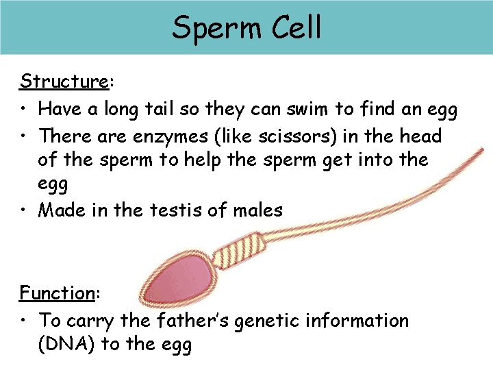 Spermcells Cell Structure: • Have a long tail so they can swim to find