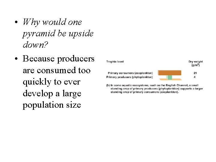  • Why would one pyramid be upside down? • Because producers are consumed