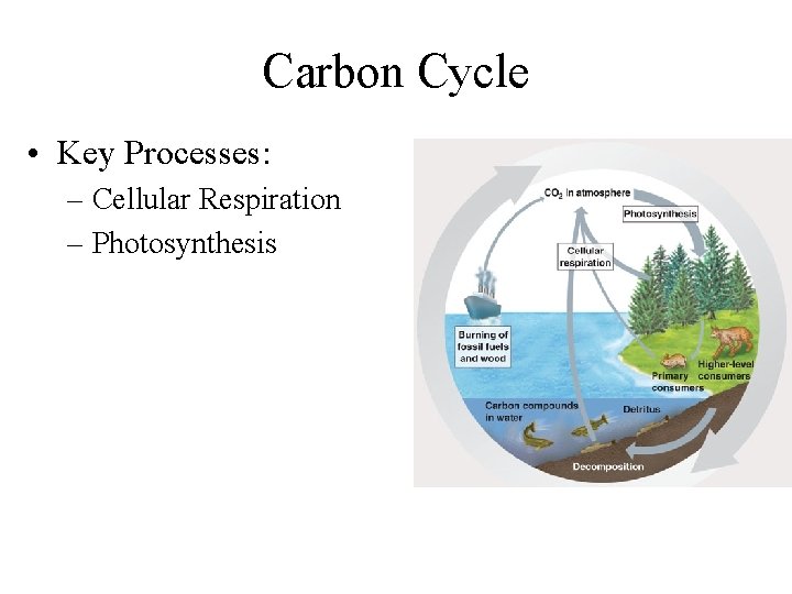 Carbon Cycle • Key Processes: – Cellular Respiration – Photosynthesis 