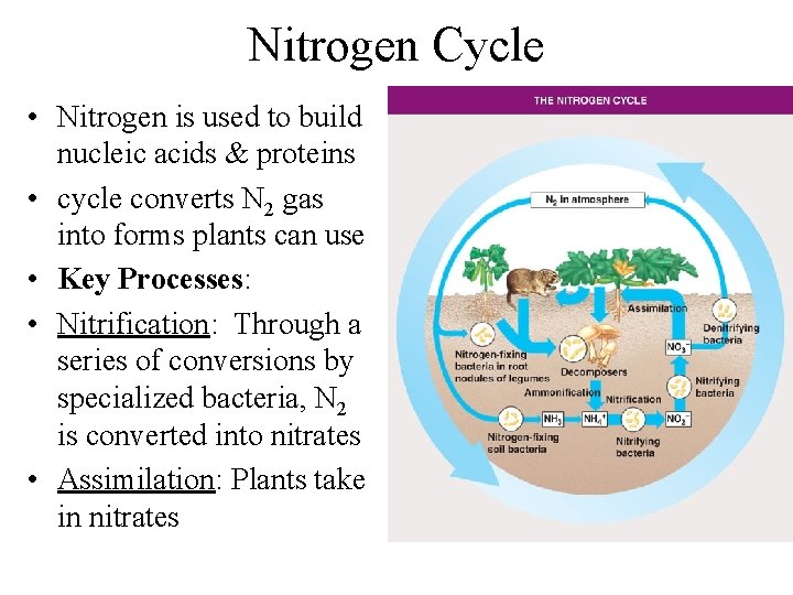 Nitrogen Cycle • Nitrogen is used to build nucleic acids & proteins • cycle