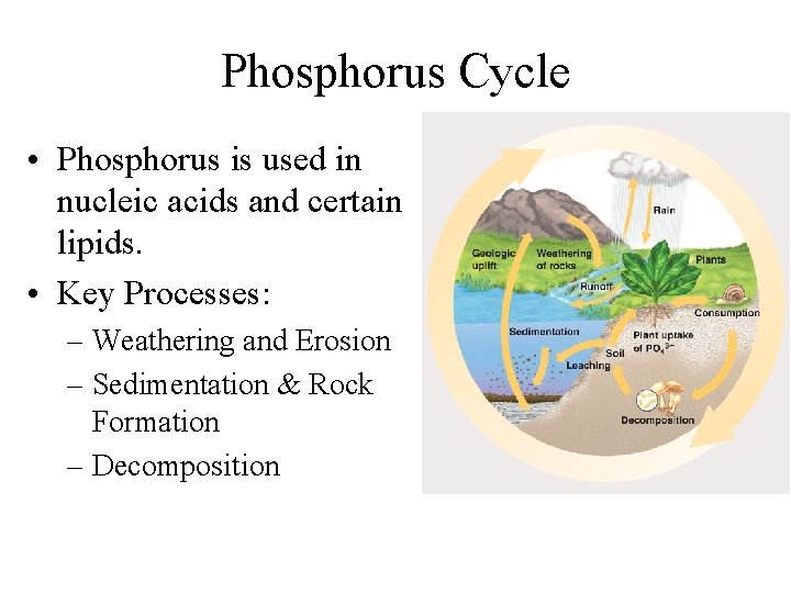 Phosphorus Cycle • Phosphorus is used in nucleic acids and certain lipids. • Key