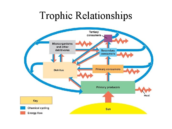 Trophic Relationships 