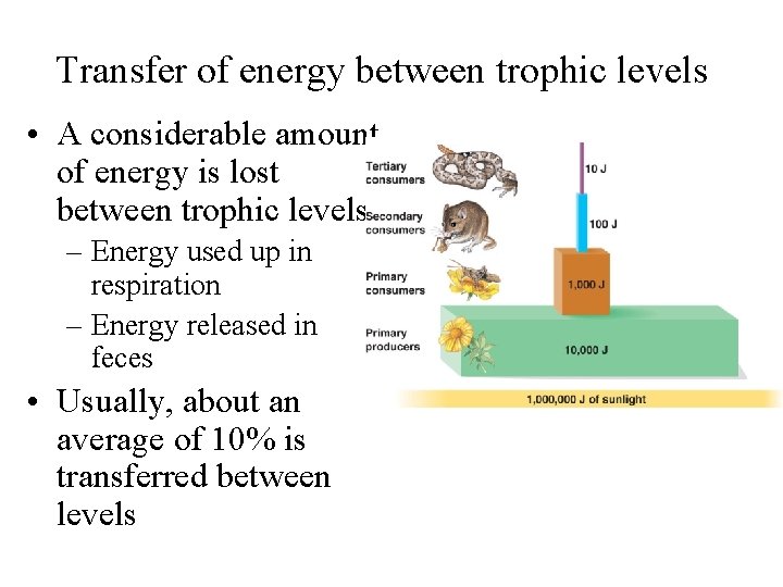 Transfer of energy between trophic levels • A considerable amount of energy is lost