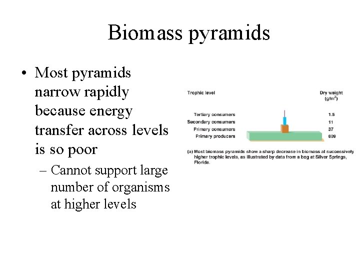 Biomass pyramids • Most pyramids narrow rapidly because energy transfer across levels is so