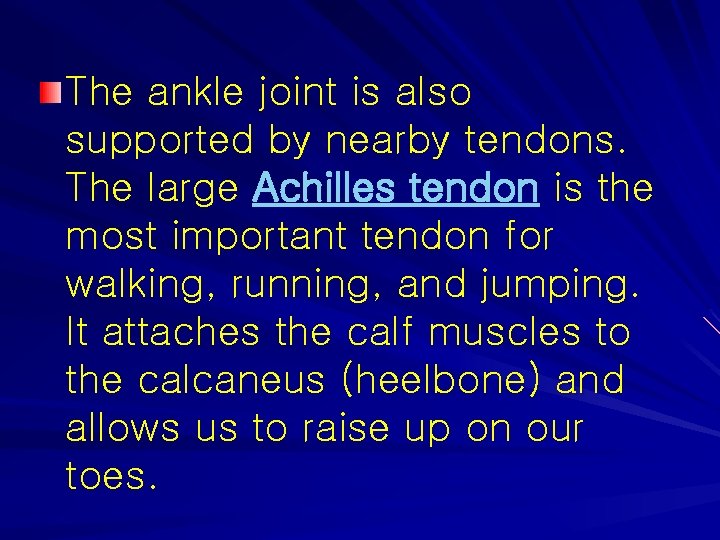 The ankle joint is also supported by nearby tendons. The large Achilles tendon is