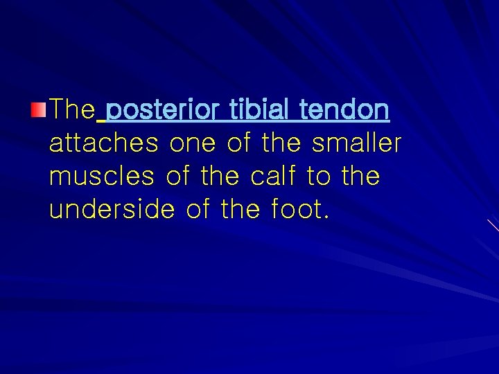 The posterior tibial tendon attaches one of the smaller muscles of the calf to