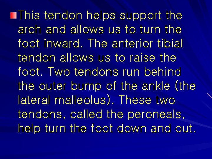 This tendon helps support the arch and allows us to turn the foot inward.