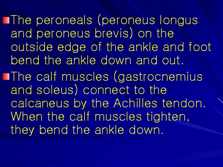 The peroneals (peroneus longus and peroneus brevis) on the outside edge of the ankle