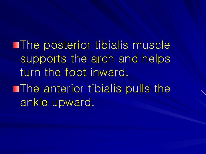 The posterior tibialis muscle supports the arch and helps turn the foot inward. The