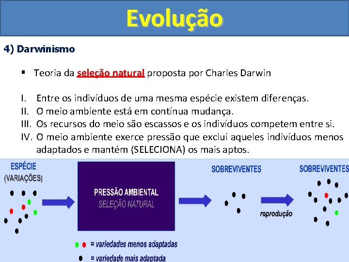 Evolução 4) Darwinismo § Teoria da seleção natural proposta por Charles Darwin I. III.
