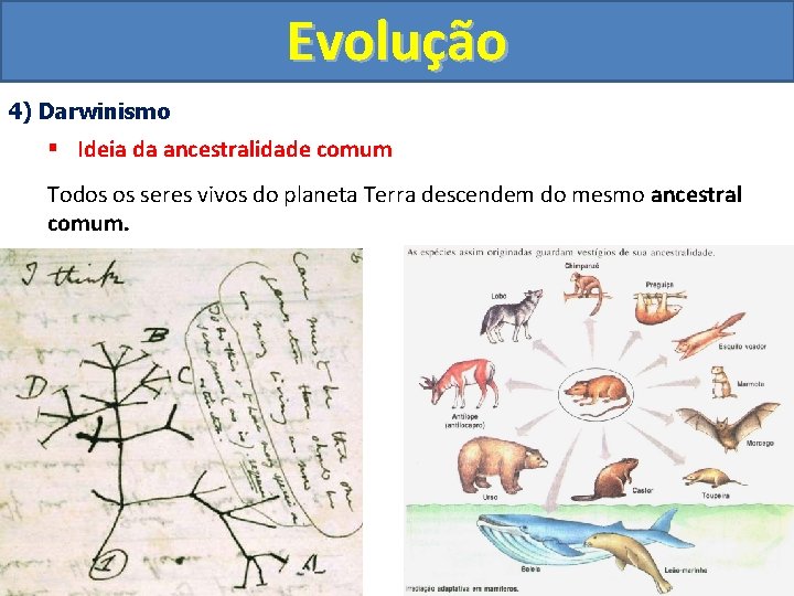 Evolução 4) Darwinismo § Ideia da ancestralidade comum Todos os seres vivos do planeta