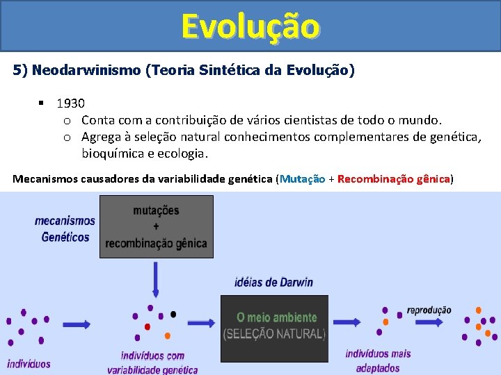 Evolução 5) Neodarwinismo (Teoria Sintética da Evolução) § 1930 o Conta com a contribuição