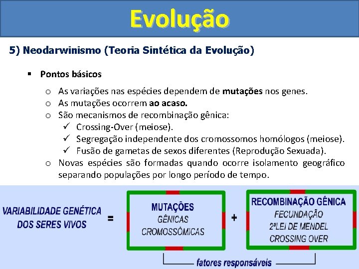 Evolução 5) Neodarwinismo (Teoria Sintética da Evolução) § Pontos básicos o As variações nas