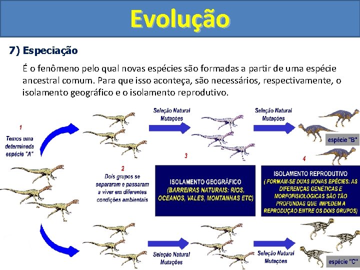 Evolução 7) Especiação É o fenômeno pelo qual novas espécies são formadas a partir