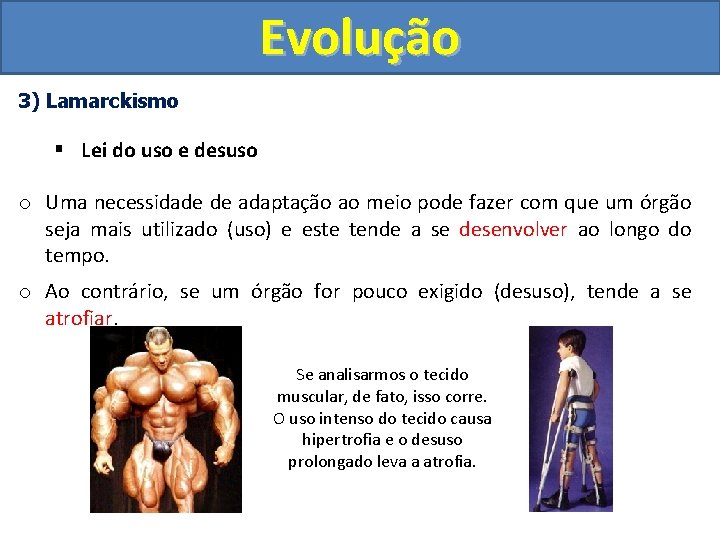Evolução 3) Lamarckismo § Lei do uso e desuso o Uma necessidade de adaptação