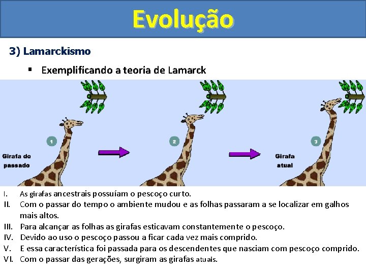 Evolução 3) Lamarckismo § Exemplificando a teoria de Lamarck I. As girafas ancestrais possuíam