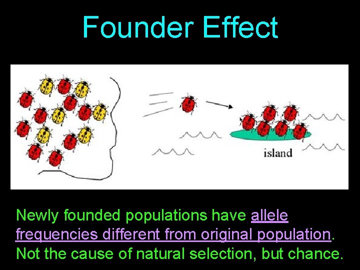 Founder Effect Newly founded populations have allele frequencies different from original population. Not the