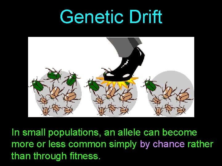 Genetic Drift In small populations, an allele can become more or less common simply