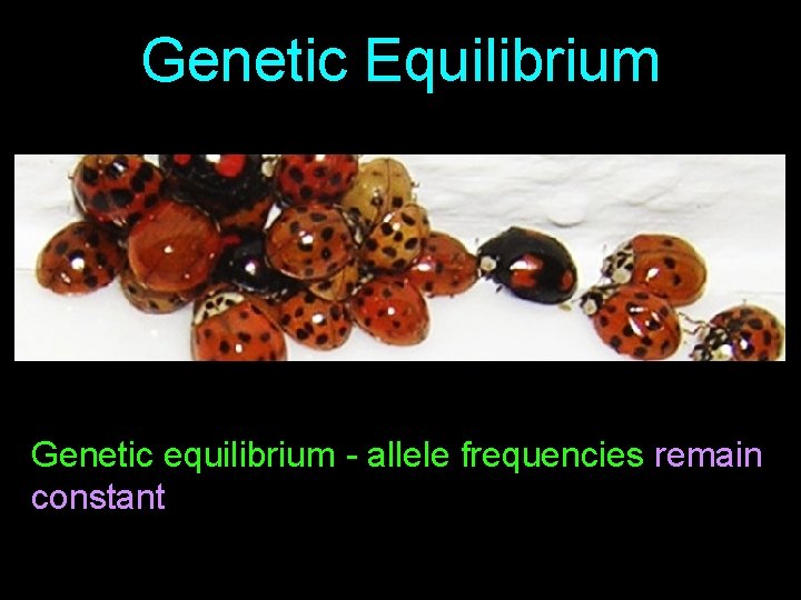 Genetic Equilibrium Genetic equilibrium - allele frequencies remain constant 