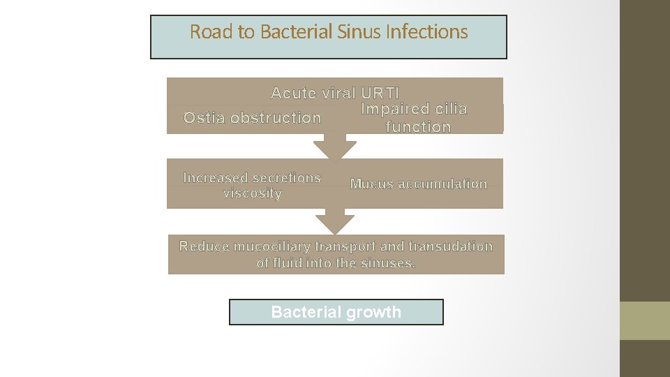 Road to Bacterial Sinus Infections Acute viral URTI Impaired cilia Ostia obstruction function Increased