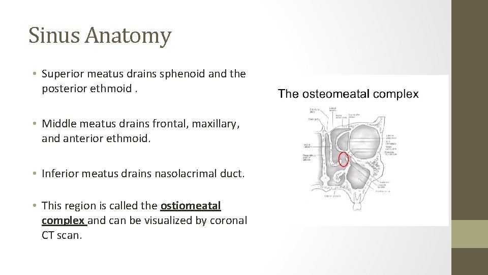 Sinus Anatomy • Superior meatus drains sphenoid and the posterior ethmoid. • Middle meatus