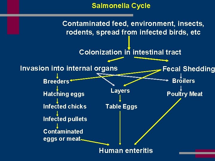 Salmonella Cycle Contaminated feed, environment, insects, rodents, spread from infected birds, etc Colonization in