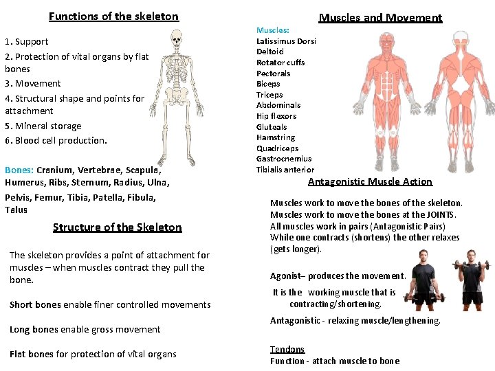 Functions of the skeleton 1. Support 2. Protection of vital organs by flat bones