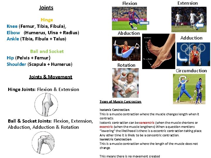 Joints Hinge Knee (Femur, Tibia, Fibula), Elbow (Humerus, Ulna + Radius) Ankle (Tibia, Fibula