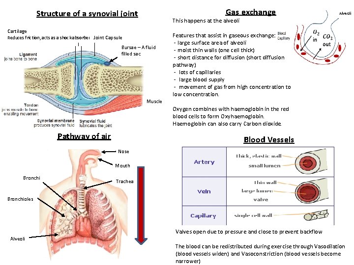 Gas exchange Structure of a synovial joint Alveoli This happens at the alveoli Cartilage