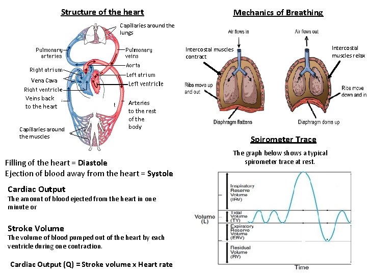 Structure of the heart Mechanics of Breathing Capillaries around the lungs Intercostal muscles relax