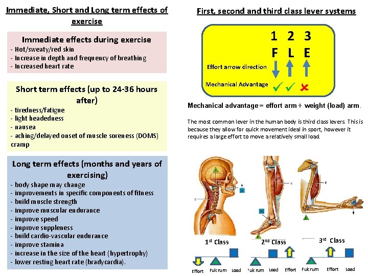 Immediate, Short and Long term effects of exercise First, second and third class lever