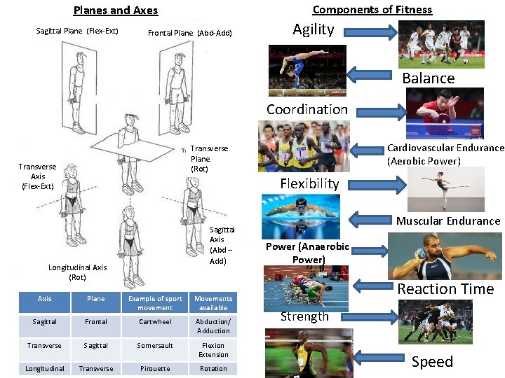 Components of Fitness Planes and Axes Sagittal Plane (Flex-Ext) Frontal Plane (Abd-Add) Agility Balance