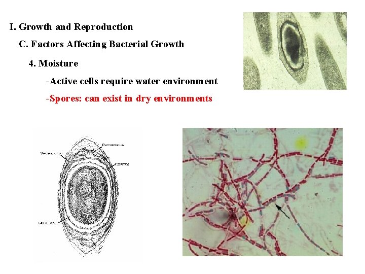I. Growth and Reproduction C. Factors Affecting Bacterial Growth 4. Moisture -Active cells require