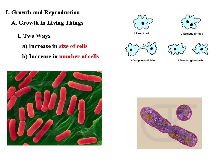 I. Growth and Reproduction A. Growth in Living Things 1. Two Ways a) Increase