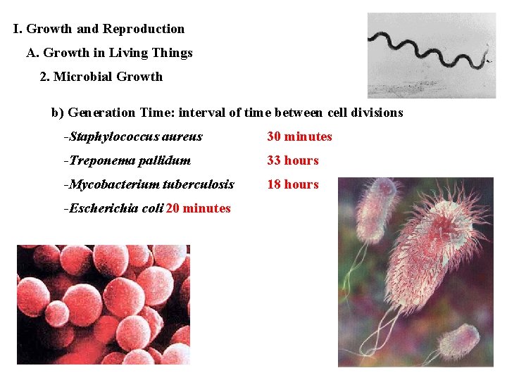 I. Growth and Reproduction A. Growth in Living Things 2. Microbial Growth b) Generation