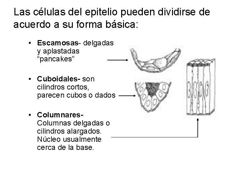 Las células del epitelio pueden dividirse de acuerdo a su forma básica: • Escamosas-