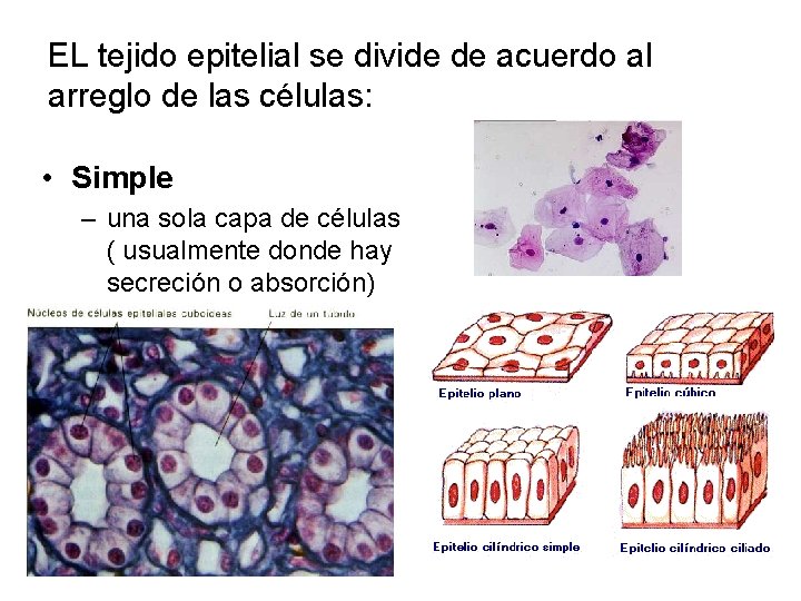 EL tejido epitelial se divide de acuerdo al arreglo de las células: • Simple