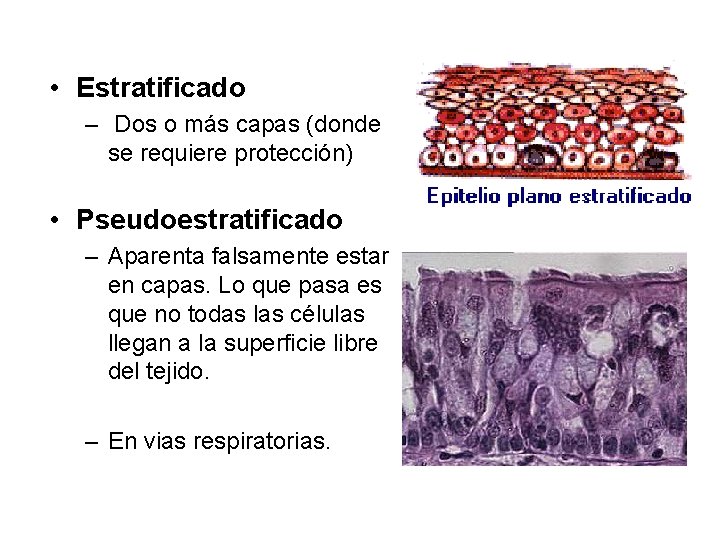  • Estratificado – Dos o más capas (donde se requiere protección) • Pseudoestratificado