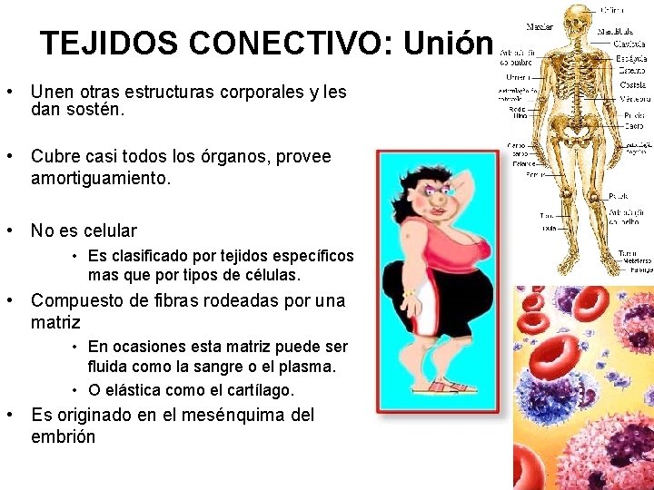 TEJIDOS CONECTIVO: Unión • Unen otras estructuras corporales y les dan sostén. • Cubre
