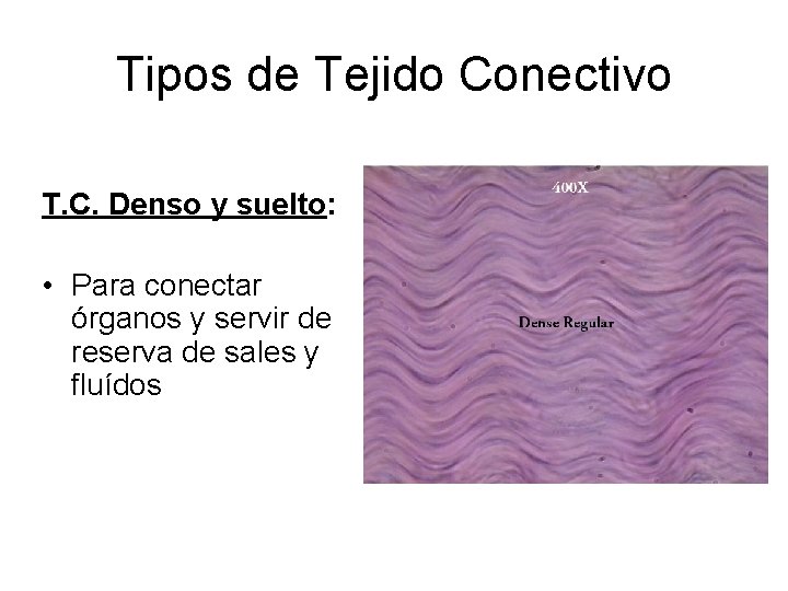 Tipos de Tejido Conectivo T. C. Denso y suelto: • Para conectar órganos y