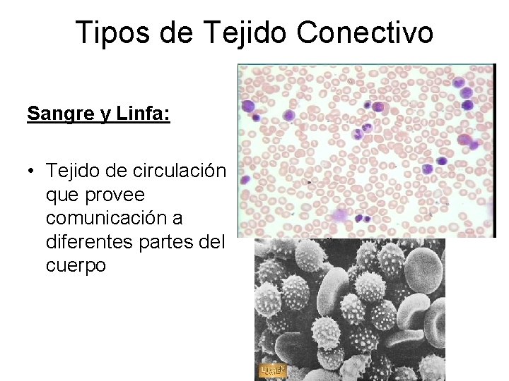 Tipos de Tejido Conectivo Sangre y Linfa: • Tejido de circulación que provee comunicación